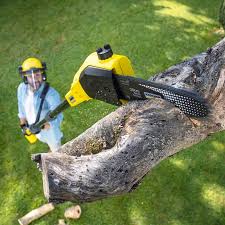 Best Tree Disease Treatment  in Humble, TX