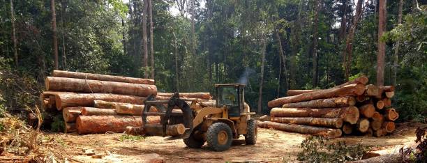 Tree and Shrub Care in Humble, TX