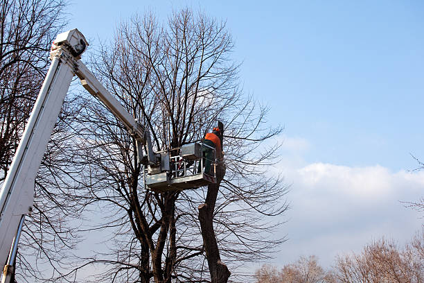 Best Emergency Tree Removal  in Humble, TX