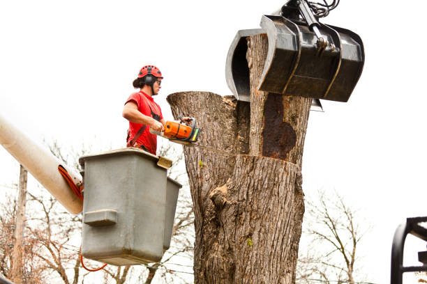 Best Commercial Tree Services  in Humble, TX